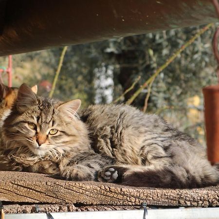 Bed & Breakfast Casa Lisetta Valtopina エクステリア 写真