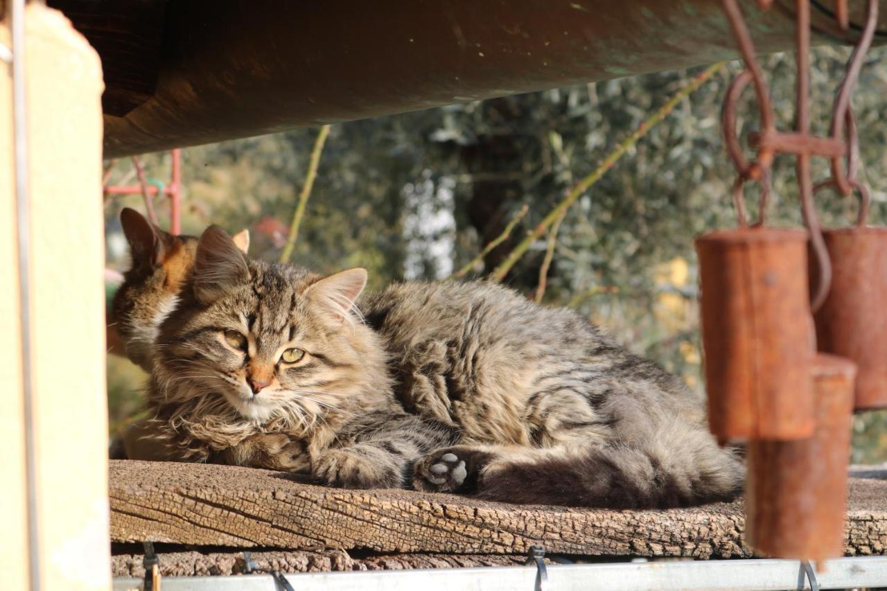 Bed & Breakfast Casa Lisetta Valtopina エクステリア 写真